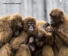 Большое семейство обезьян все близко друг к другу